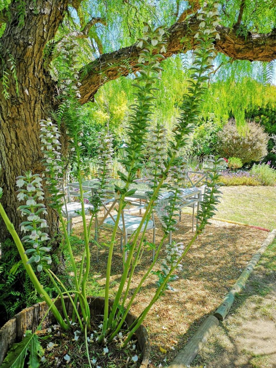 غرب سومرست Almond Cottage Bed & Breakfast المظهر الخارجي الصورة